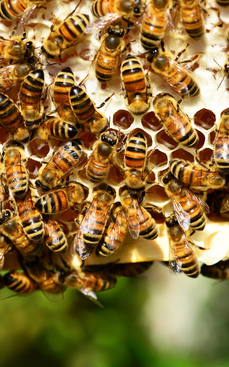 honey-bees-bees-hive-bee-hive-53444-2